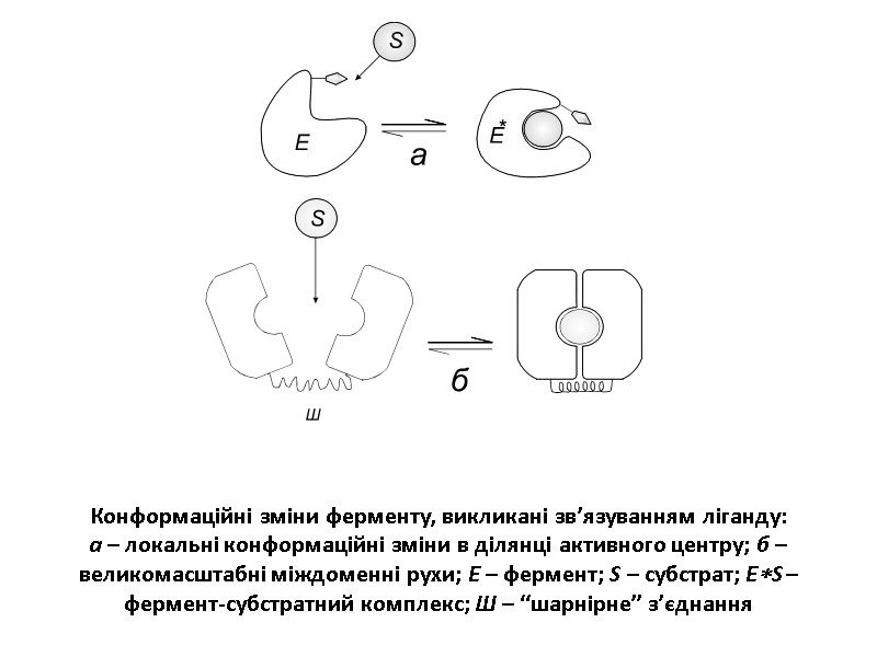 Конформаційні зміни ферменту, викликані зв’язуванням ліганду: а – локальні конформаційні зміни в ділянці активного